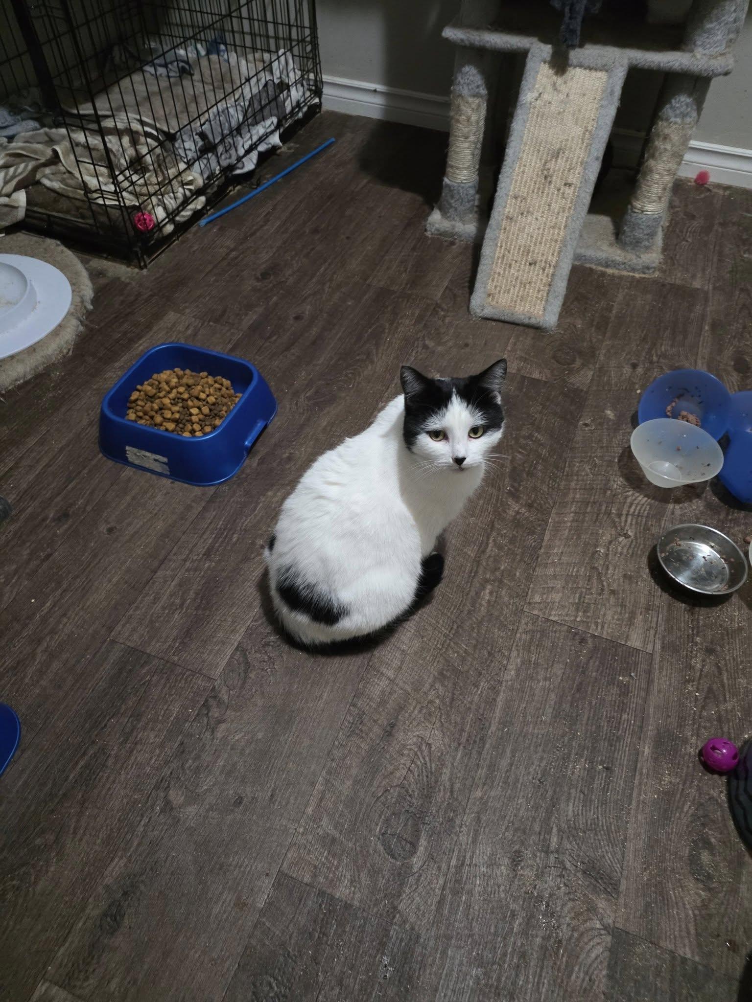 Scotty, a Adoptable Domestic Short Hair in Spencerville, ON image 3/6