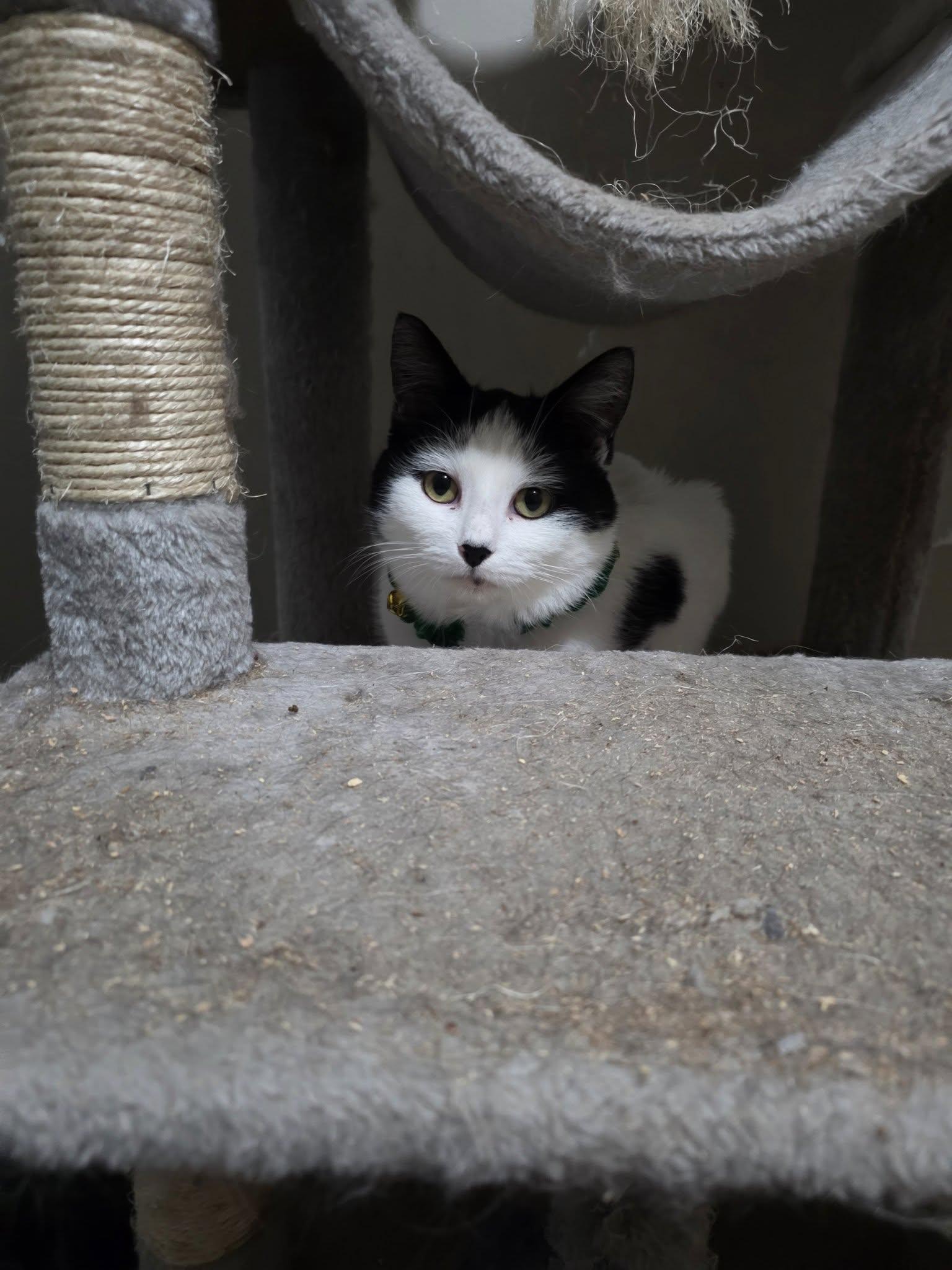 Scotty, a Adoptable Domestic Short Hair in Spencerville, ON image 4/6