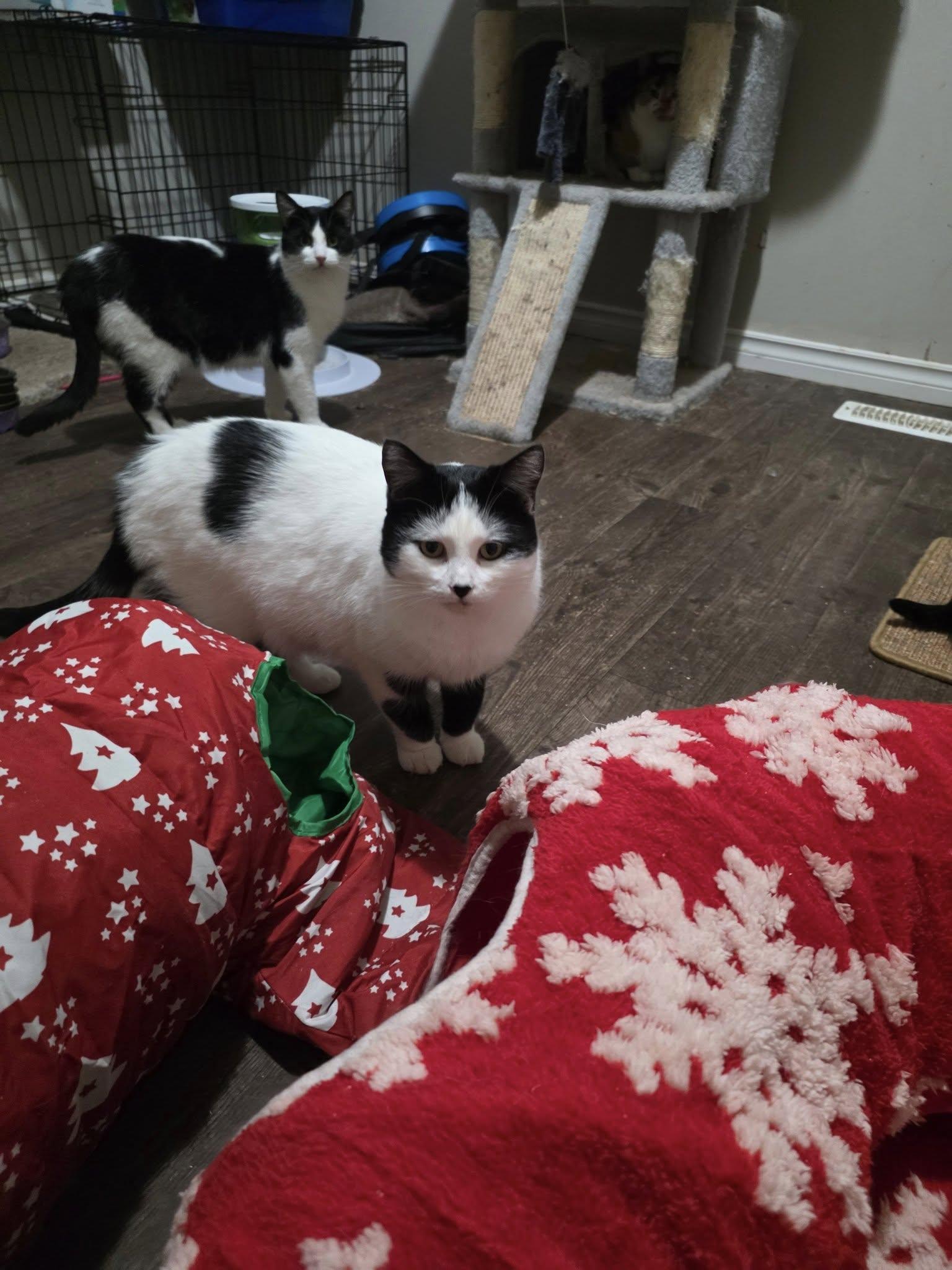 Scotty, a Adoptable Domestic Short Hair in Spencerville, ON image 5/6