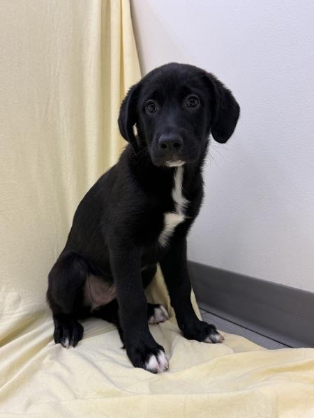 Enlarge Nell, a Adoptable mixed breed in Kelowna, BC image 1/1