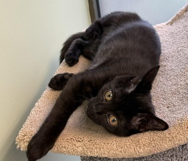 Enlarge Artie, a Adoptable Domestic Short Hair in Lombard, IL image 4/5