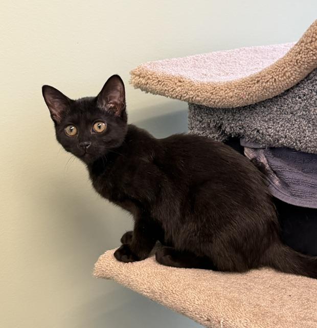 Enlarge Artie, a Adoptable Domestic Short Hair in Lombard, IL image 3/5
