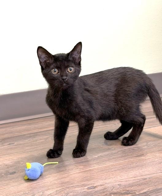 Artie, Adoptable, Kitten Male Domestic Short Hair.