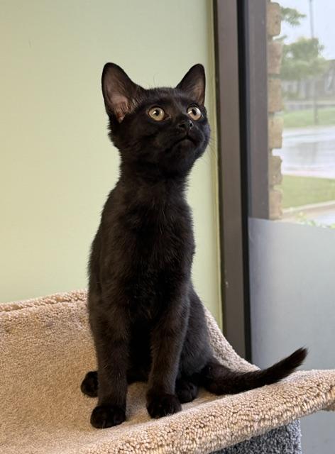 Enlarge Artie, a Adoptable Domestic Short Hair in Lombard, IL image 2/5