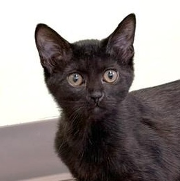 Enlarge Artie, a Adoptable Domestic Short Hair in Lombard, IL image 5/5