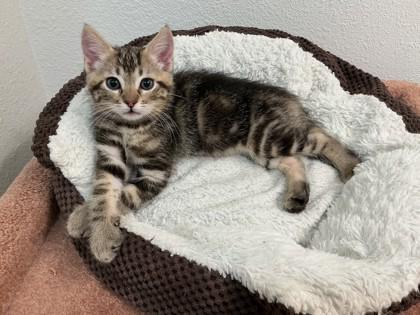 Paul McCartney, a Adoptable mixed breed in Pleasanton, CA image 2/3