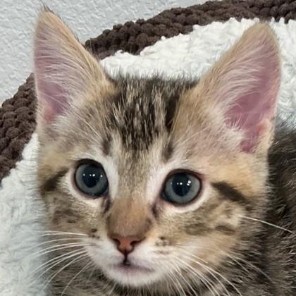 Paul McCartney, a Adoptable mixed breed in Pleasanton, CA image 3/3