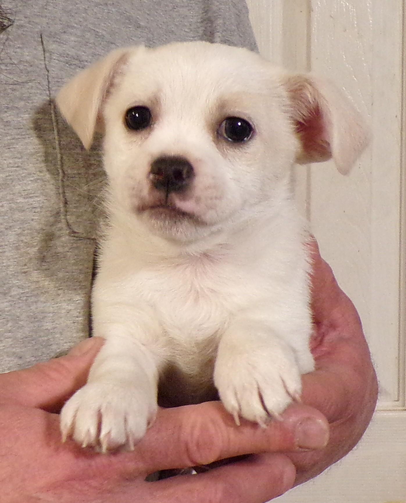 TOMMY, ADOPTABLE, Puppy Male Chihuahua & Maltese.