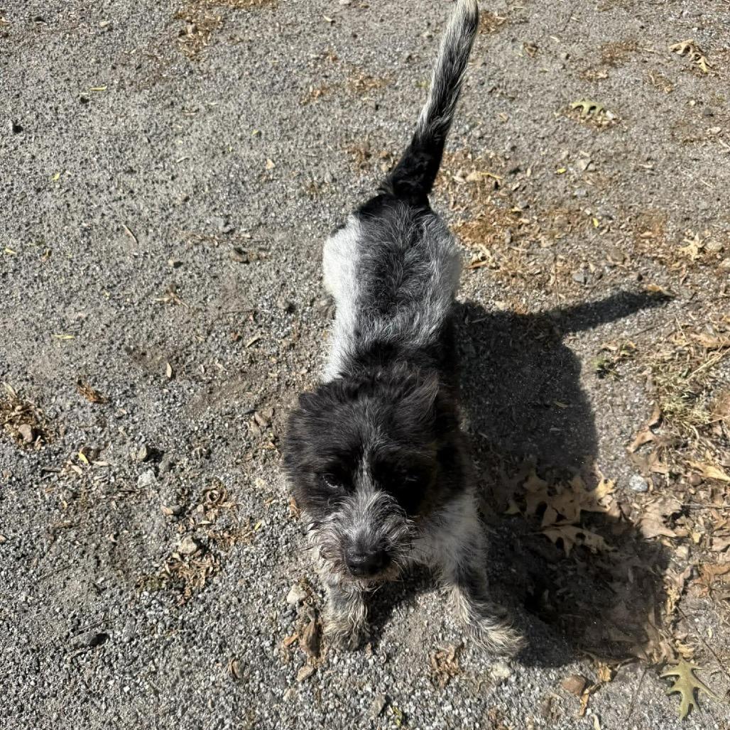 Enlarge Lord Scruffington III, a Adoptable mixed breed in Martinsville, VA image 1/5