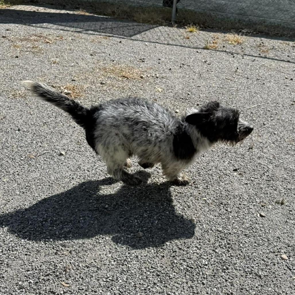 Enlarge Lord Scruffington III, a Adoptable mixed breed in Martinsville, VA image 2/5
