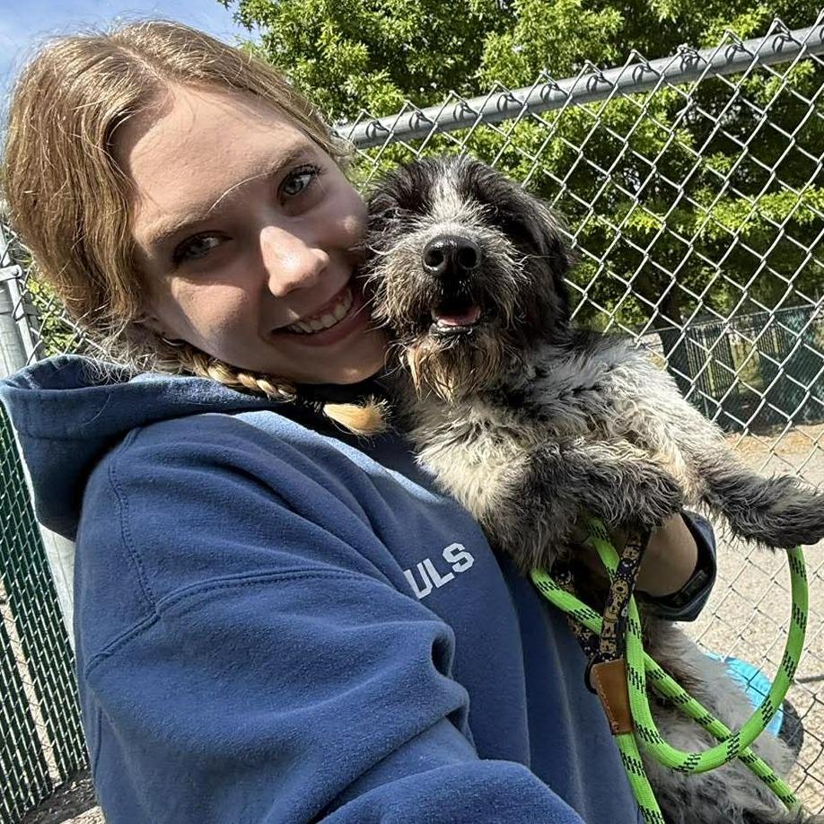 Enlarge Lord Scruffington III, a Adoptable mixed breed in Martinsville, VA image 3/5