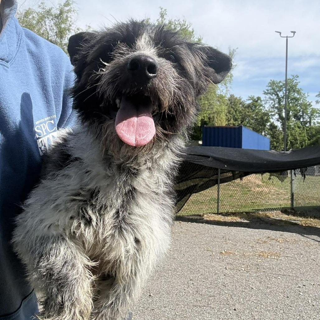Enlarge Lord Scruffington III, a Adoptable mixed breed in Martinsville, VA image 4/5