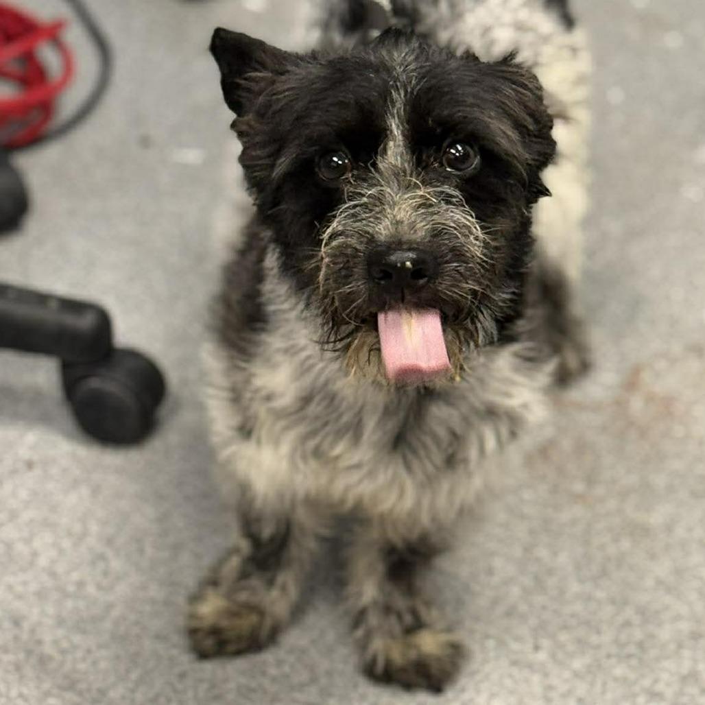 Enlarge Lord Scruffington III, a Adoptable mixed breed in Martinsville, VA image 5/5