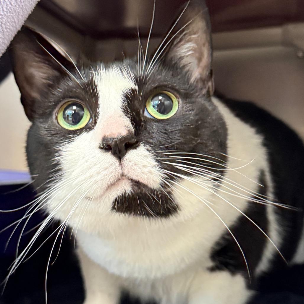 Mrs. Whiskers, Adoptable, Adult Female Domestic Medium Hair.