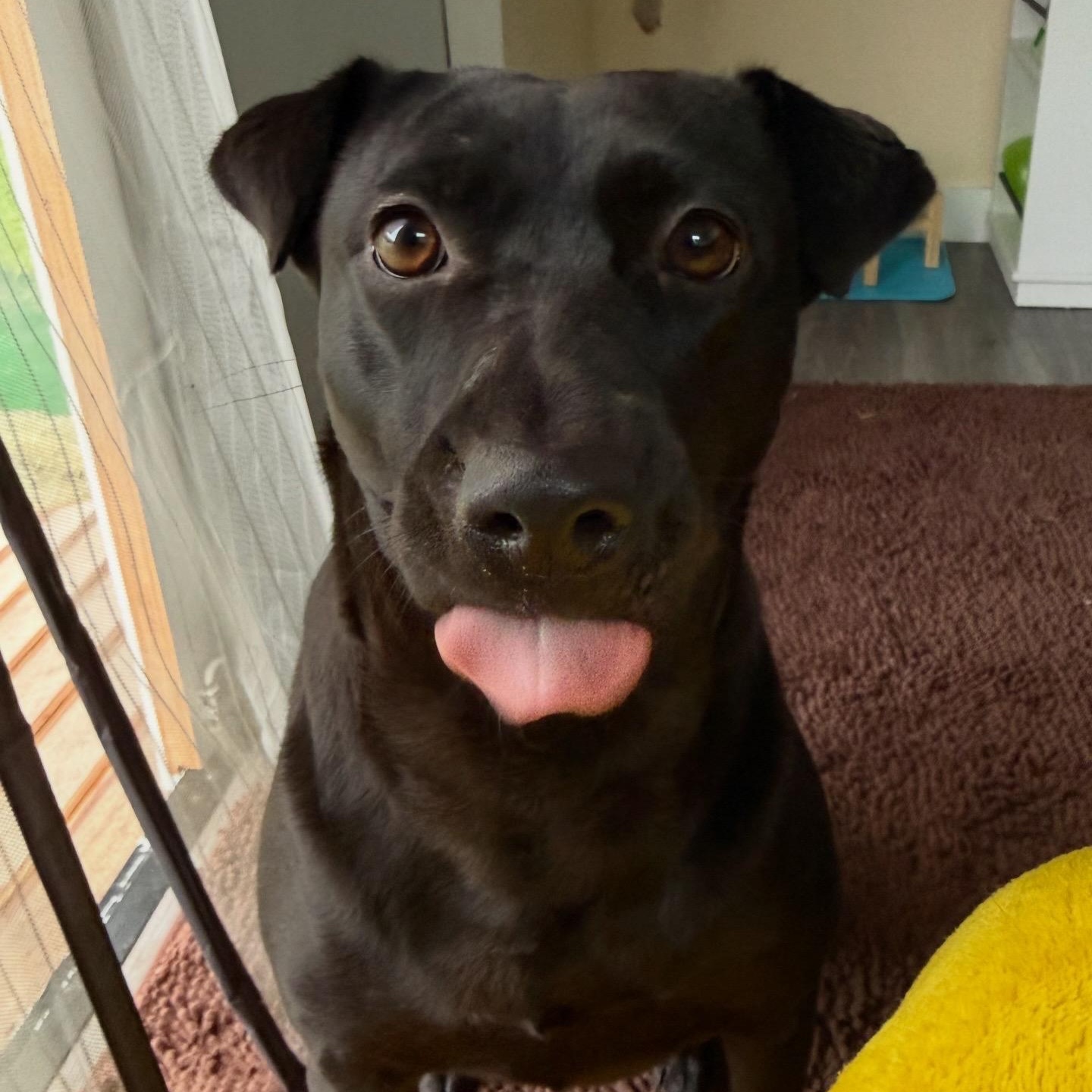 Kai, a Adoptable mixed breed in Austin, TX image 5/5