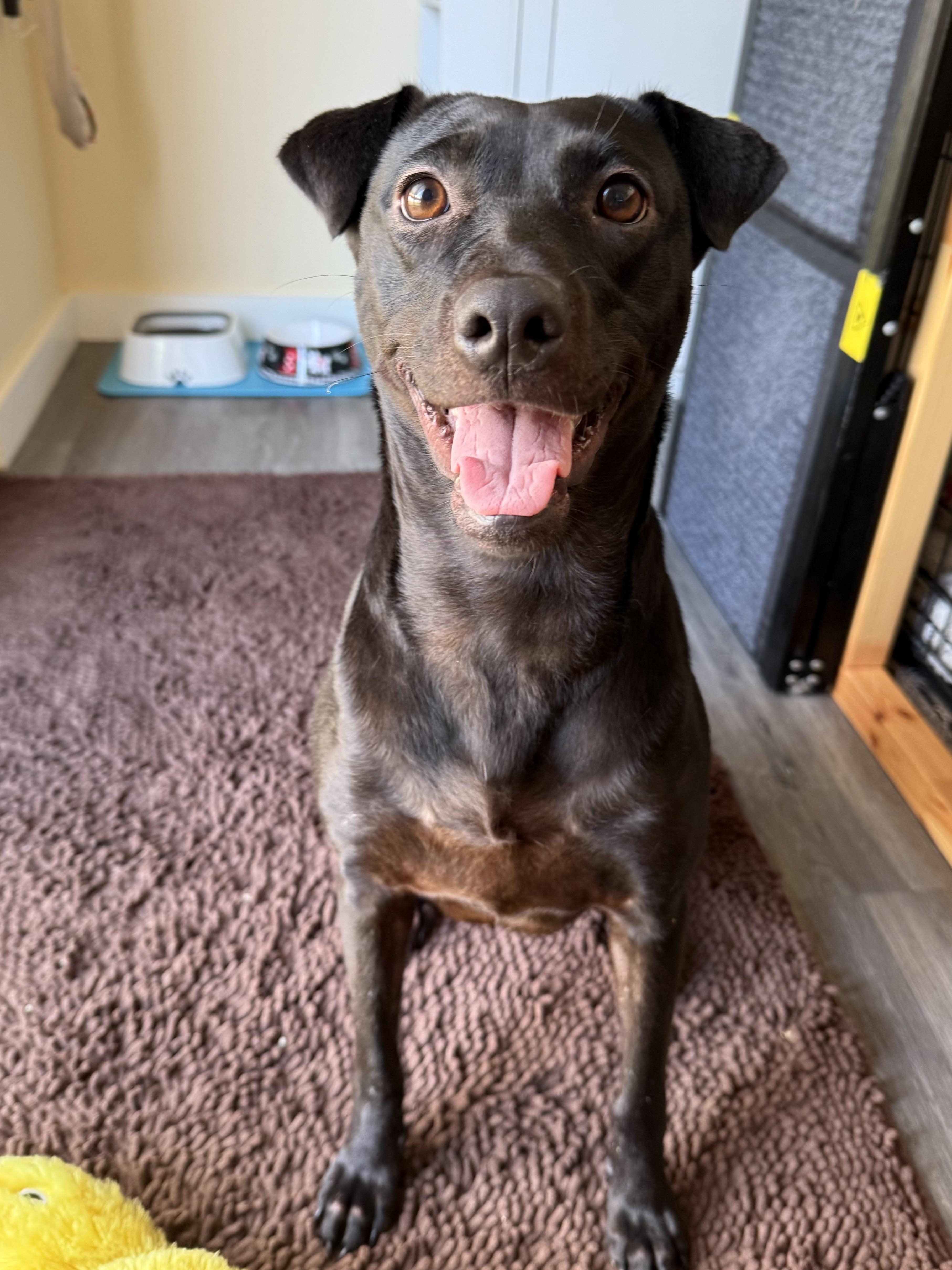 Kai, a Adoptable mixed breed in Austin, TX image 1/6