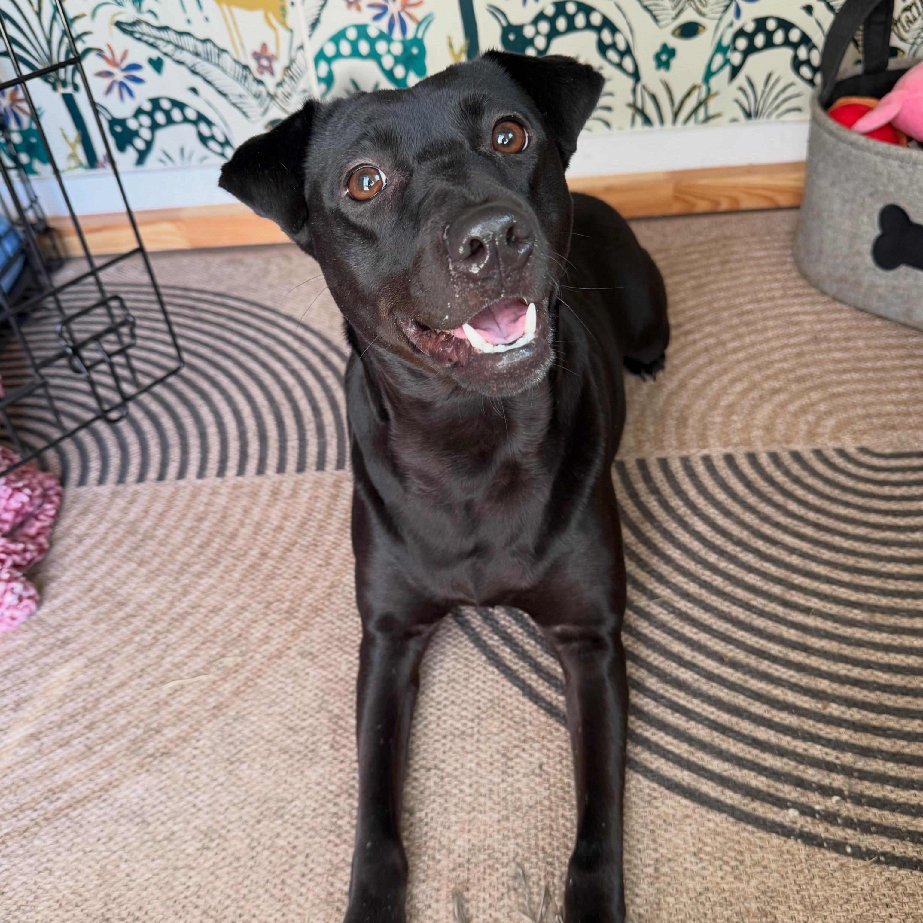 Kai, a Adoptable mixed breed in Austin, TX image 1/5