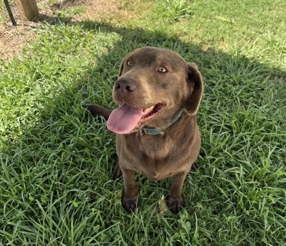 Enlarge Darby / Maggie, a Adoptable Labrador Retriever in Broomfield, CO image 2/3