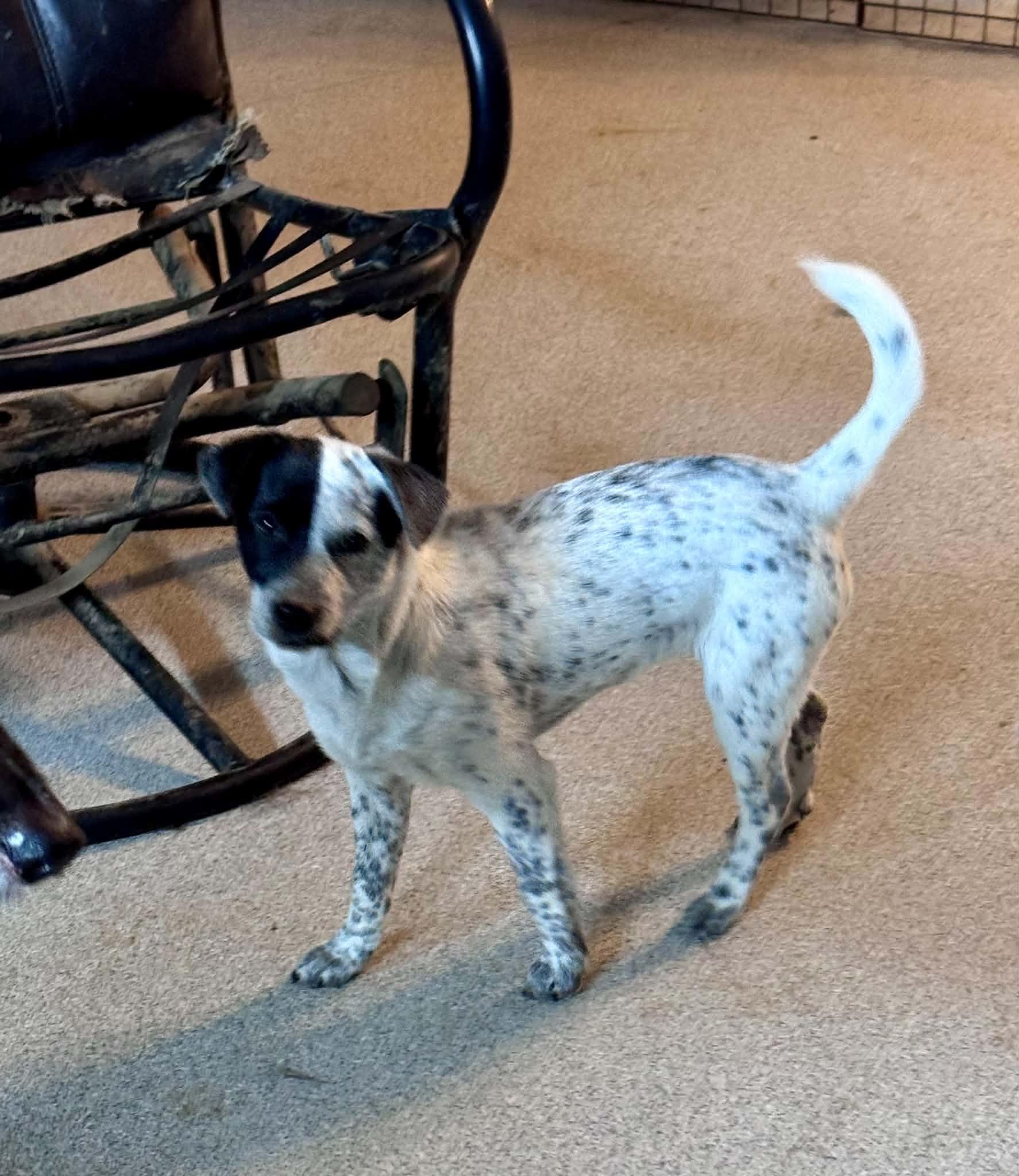 Enlarge Kaiya, a Adopted mixed breed in Bend, OR image 2/2