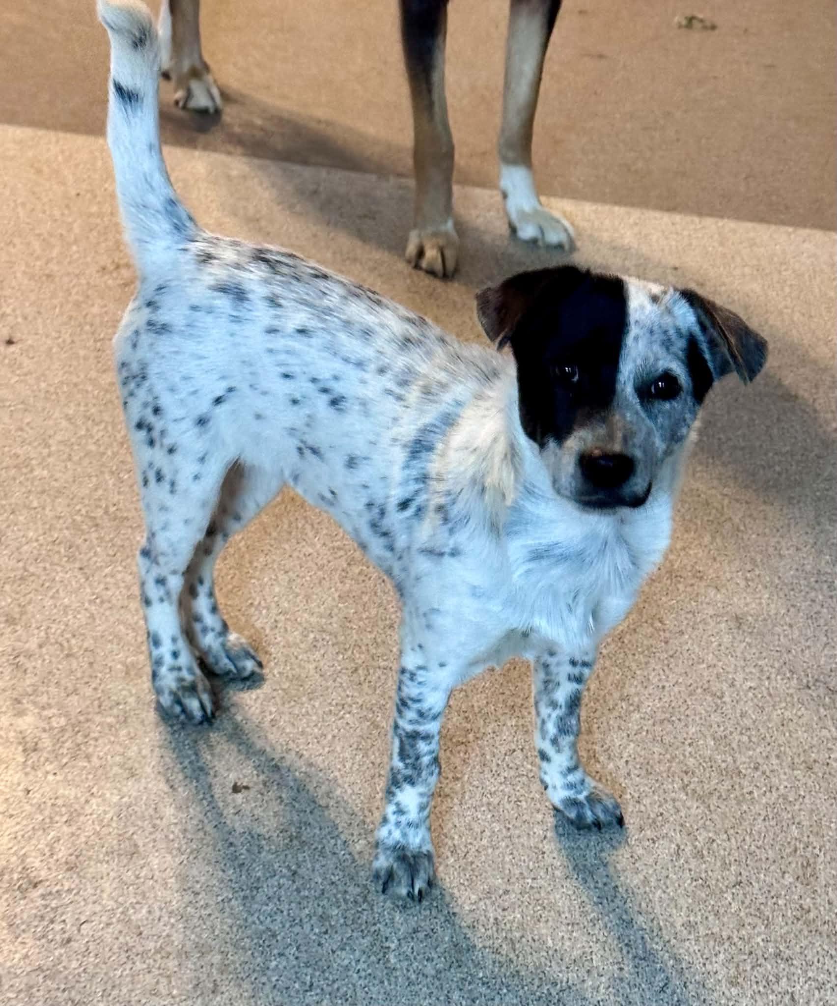 Enlarge Kaiya, a Adopted mixed breed in Bend, OR image 1/2