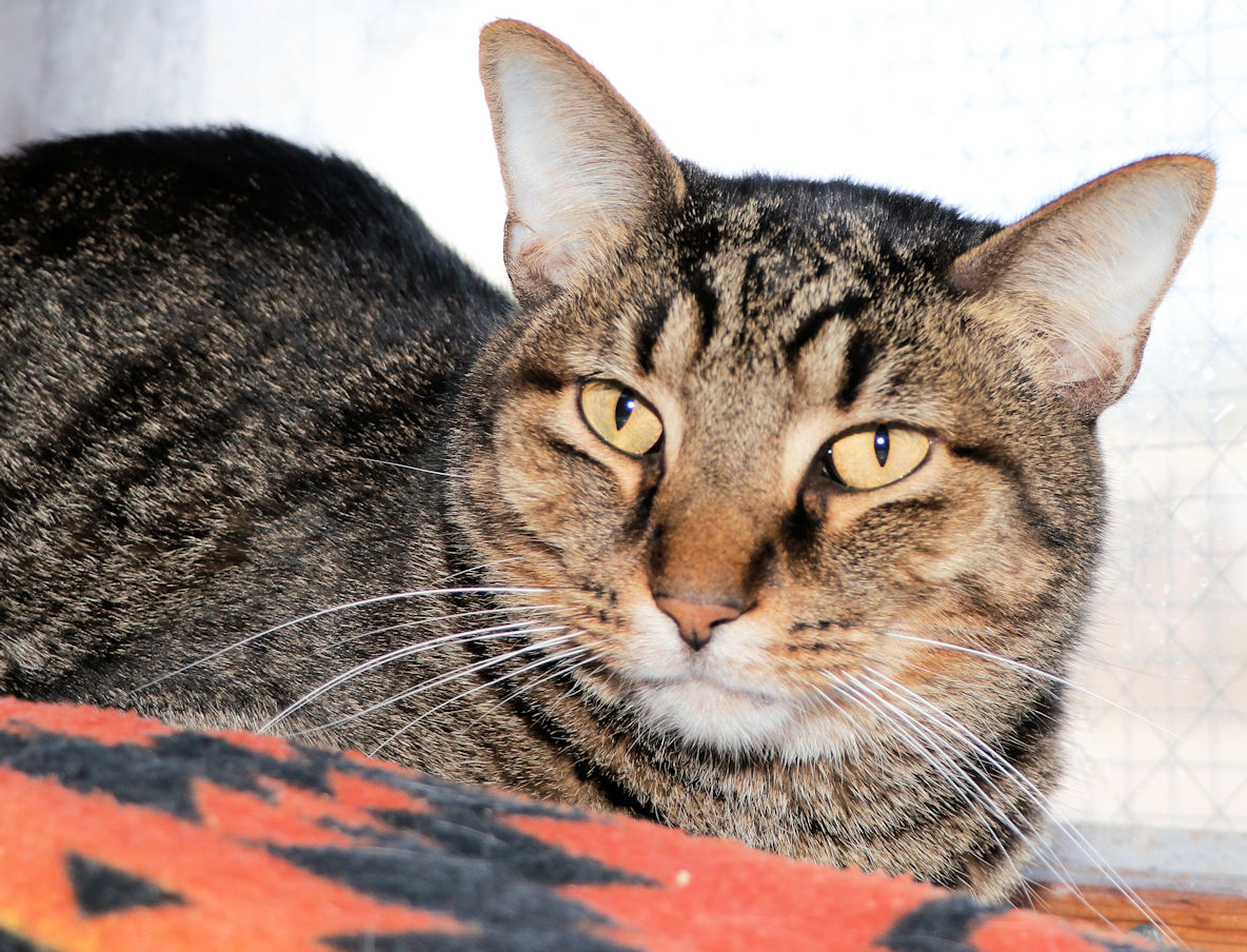 River, Adoptable, Adult Male Domestic Short Hair & Tabby.