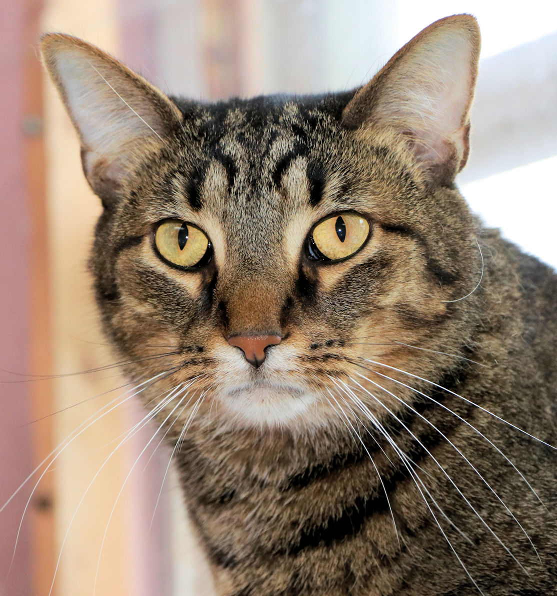 River, a Adoptable mixed breed in Cincinnati, OH image 2/4