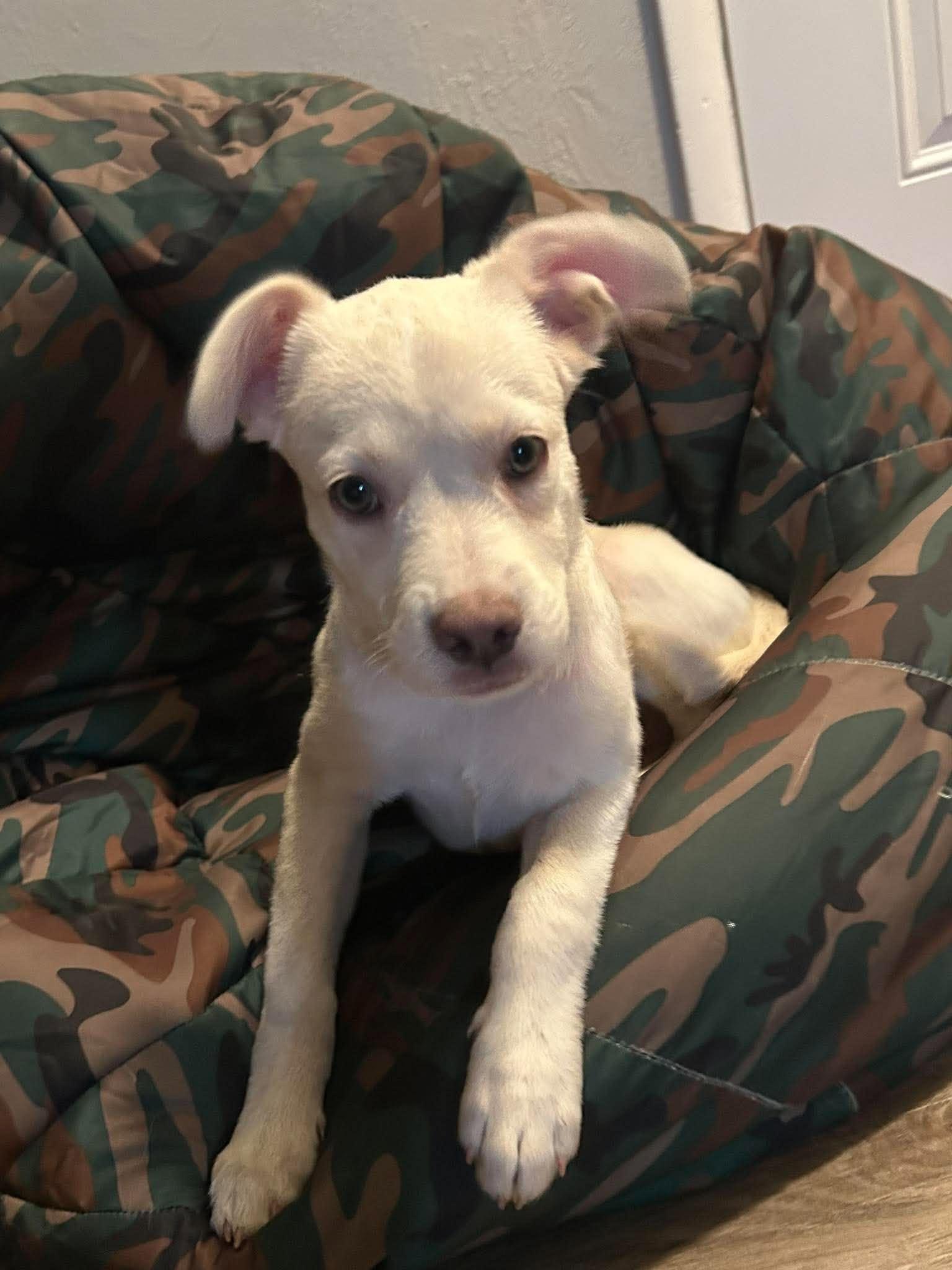 Marshall, Adopted, Puppy Male Chihuahua.
