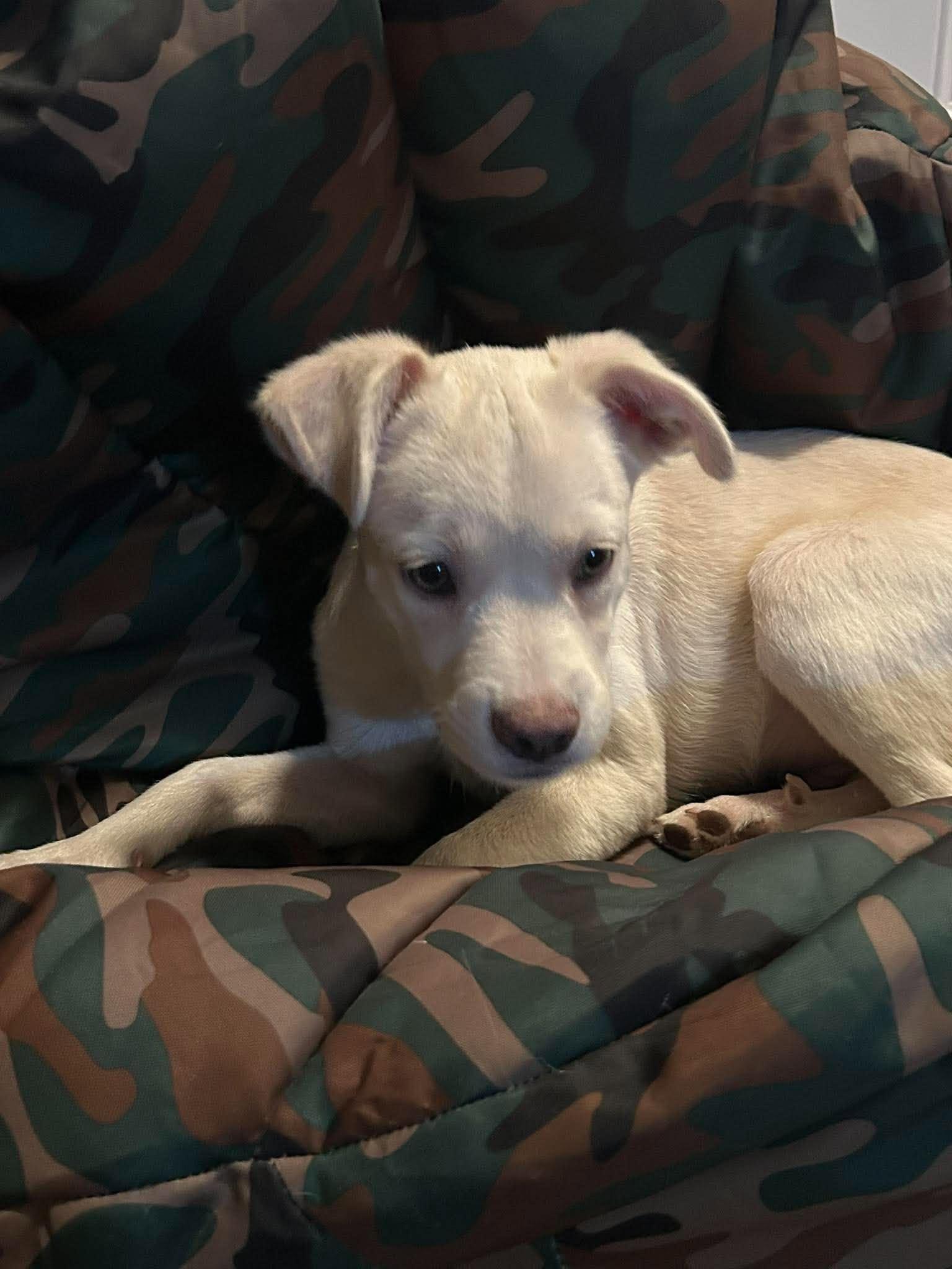 Enlarge Marshall, a Adopted mixed breed in New Smyrna Beach, FL image 2/2