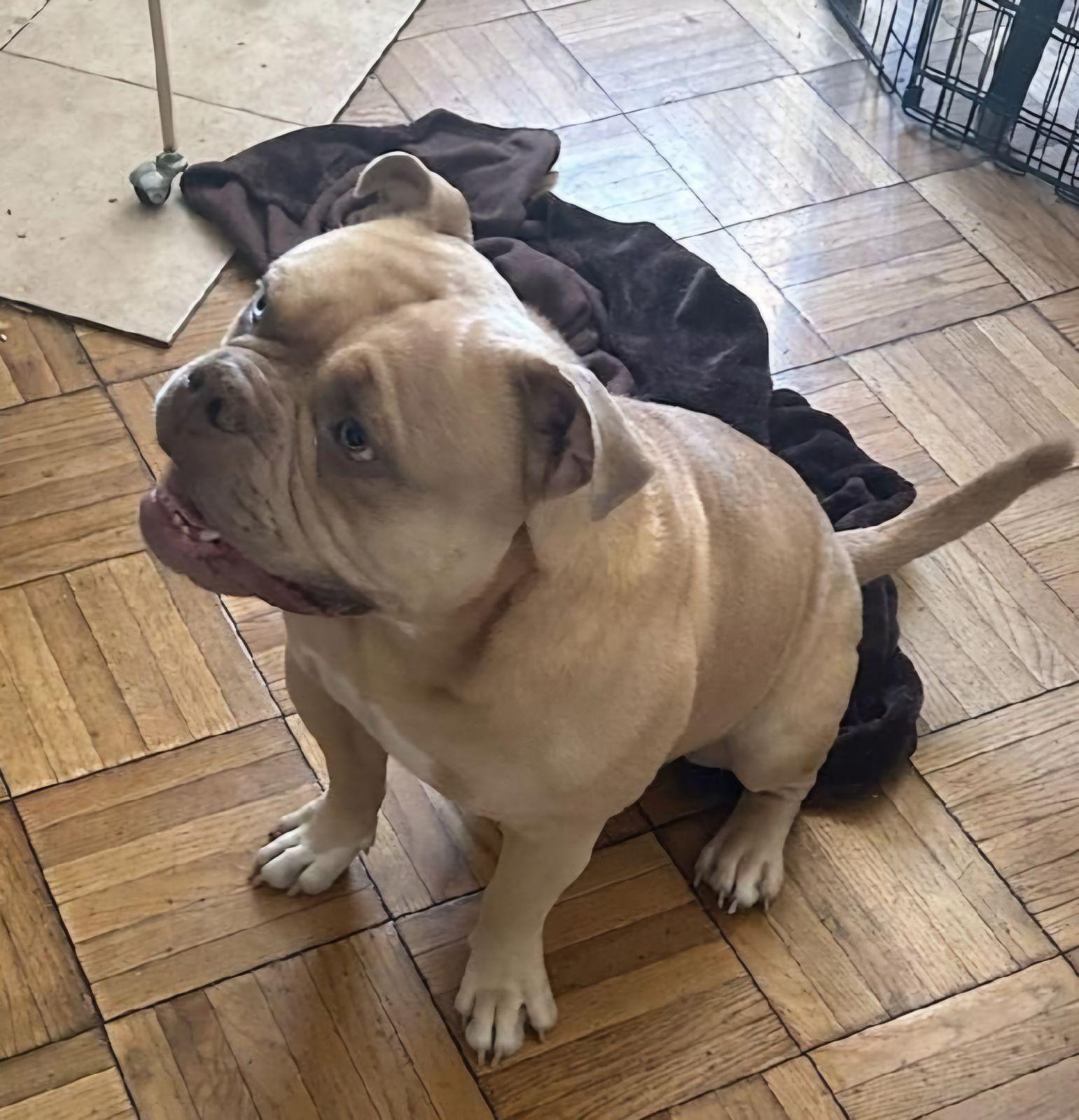 SIMBA, Adoptable, Adult Male American Bulldog.