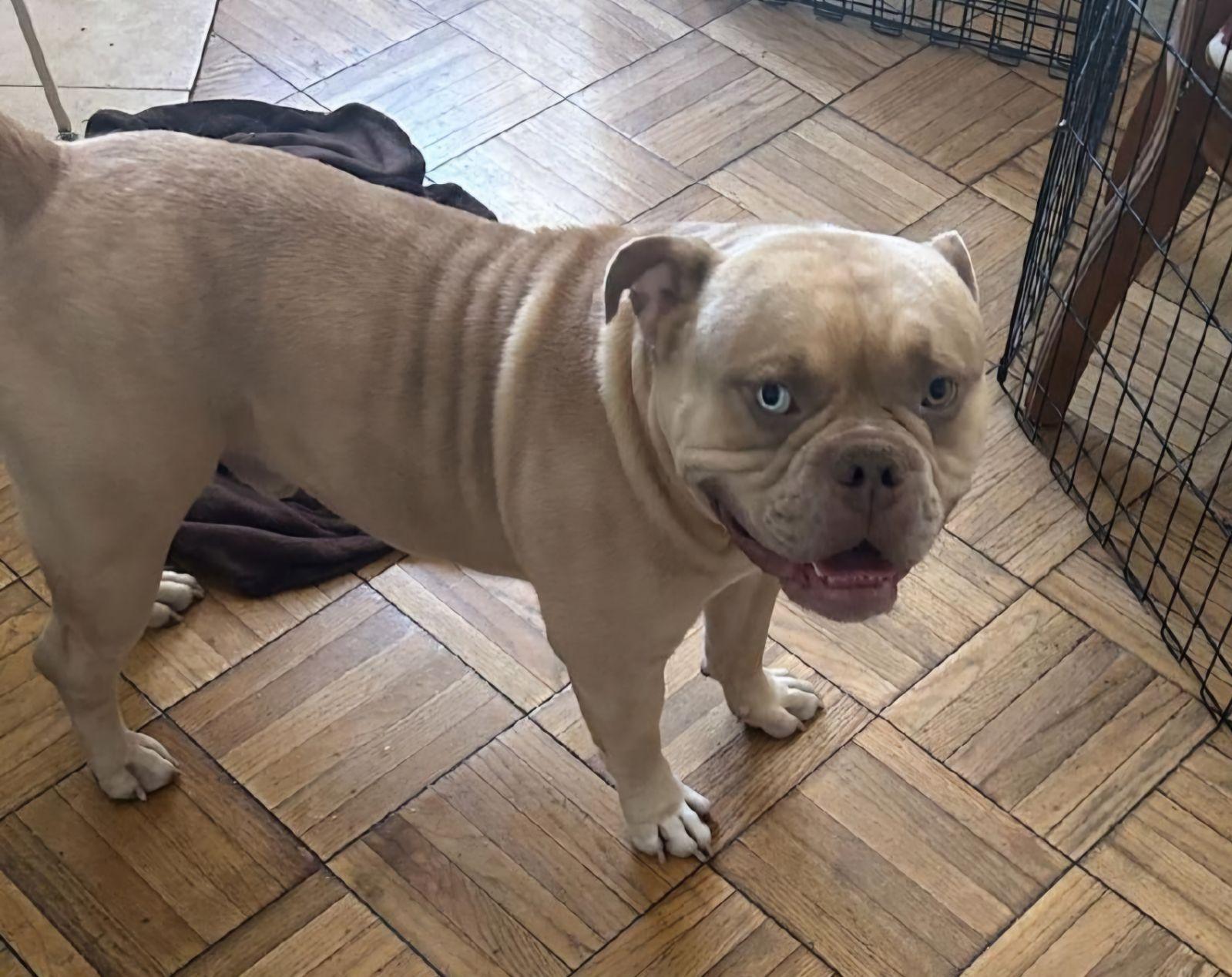 SIMBA, Adoptable, Adult Male American Bulldog.