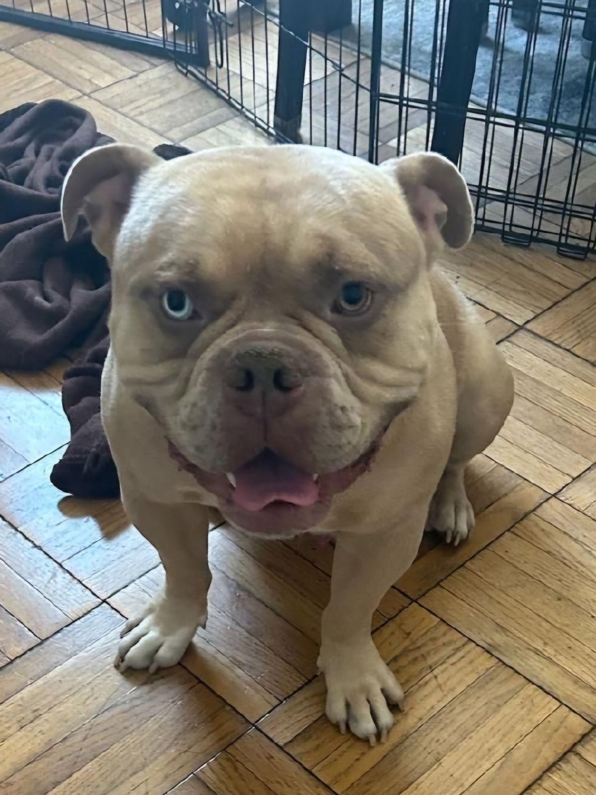 Enlarge SIMBA, a Adoptable American Bulldog in Los Angeles, CA image 3/3