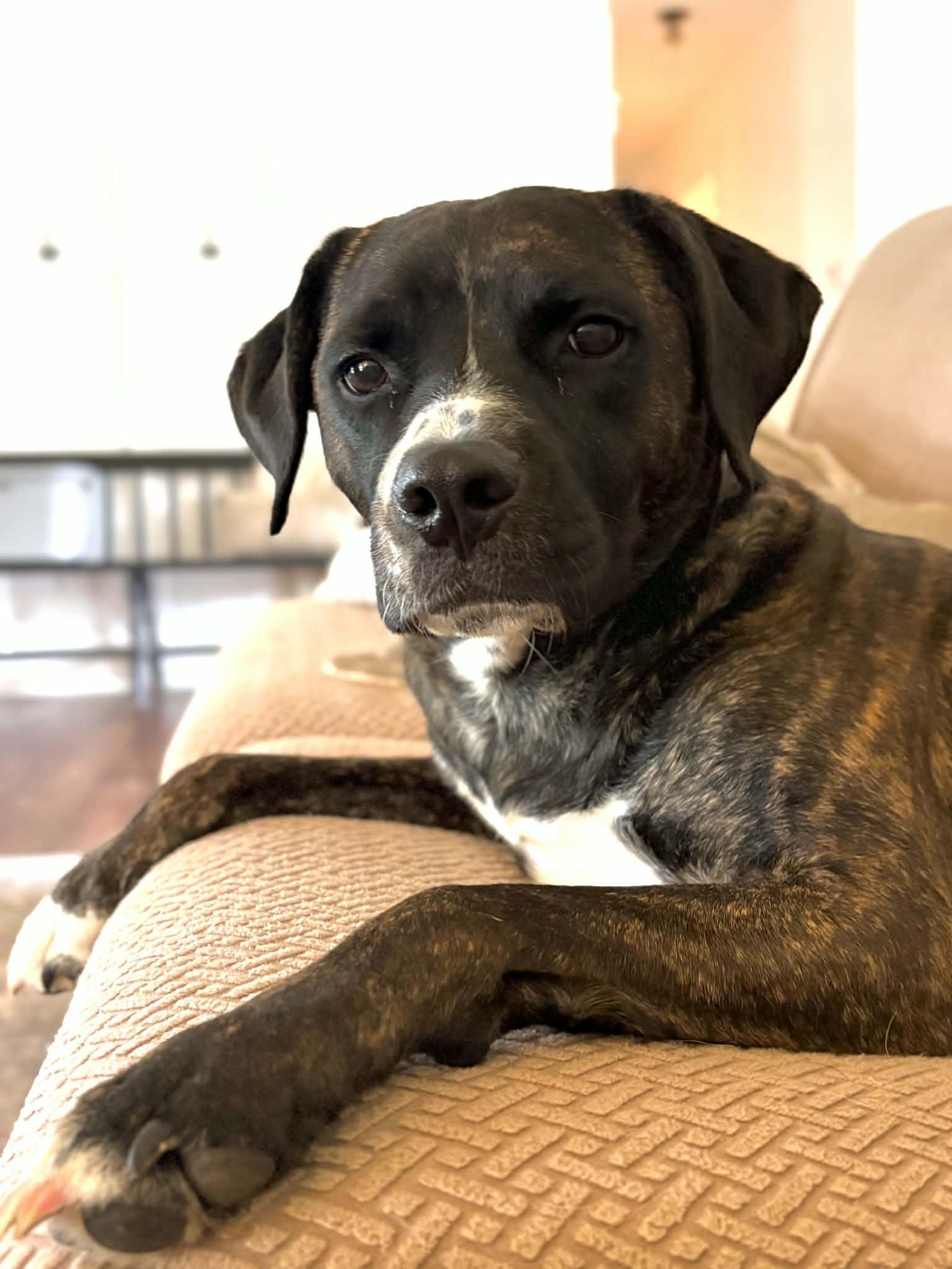 Cash, Adoptable, Adult Male Mountain Cur & Labrador Retriever.