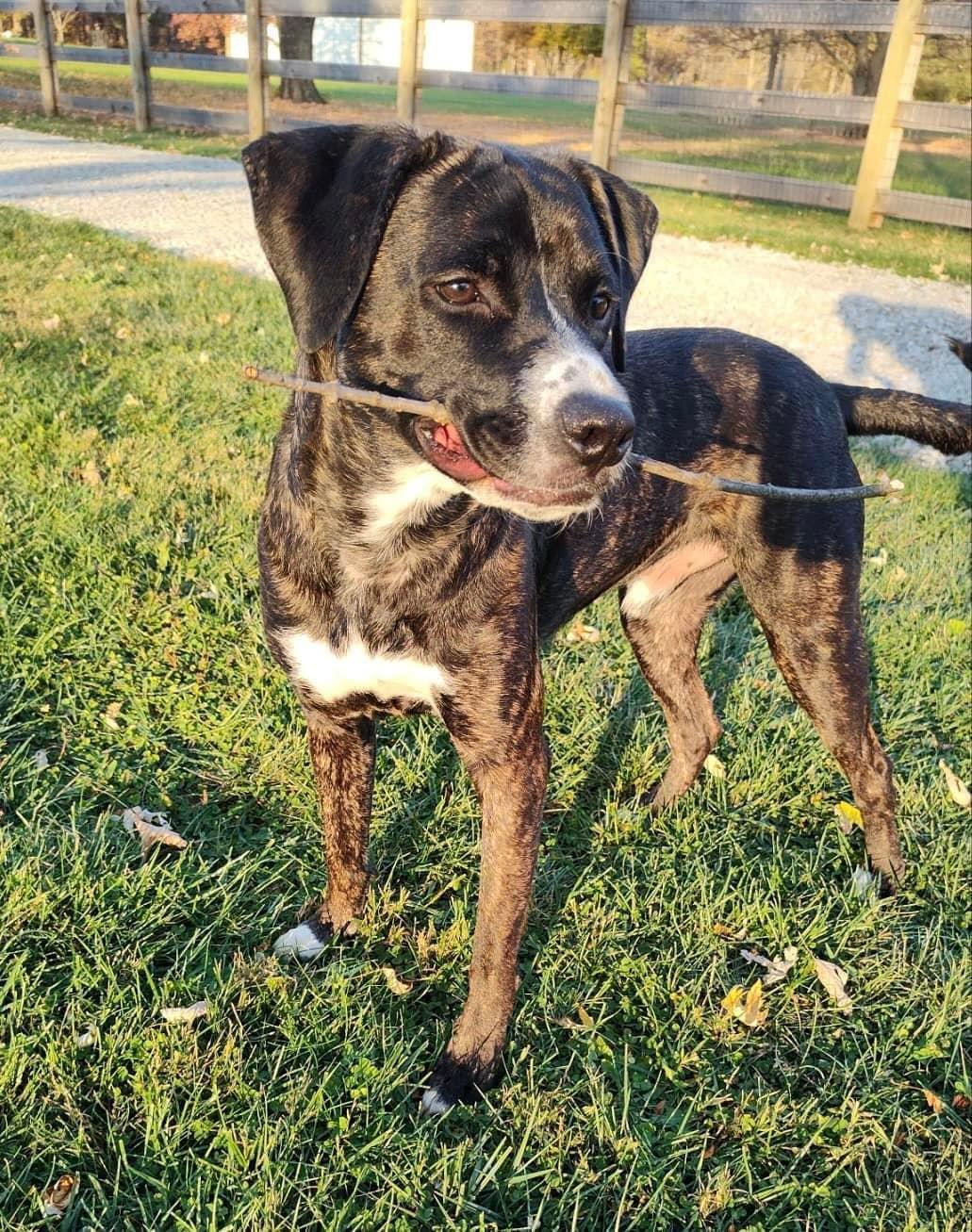 Enlarge Cash, a Adoptable mixed breed in Lewis Center, OH image 2/6