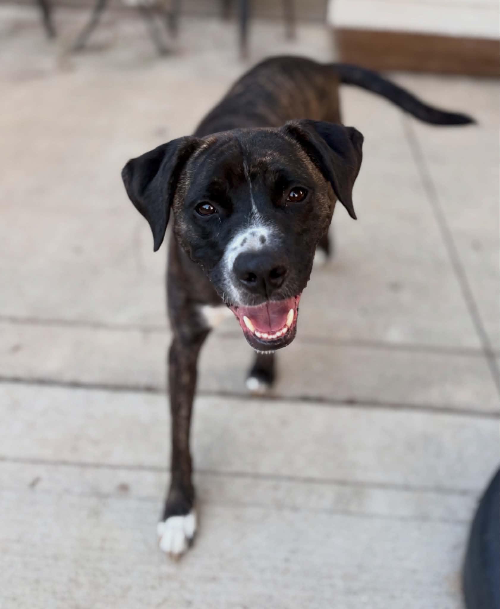 Enlarge Cash, a Adoptable mixed breed in Lewis Center, OH image 3/6