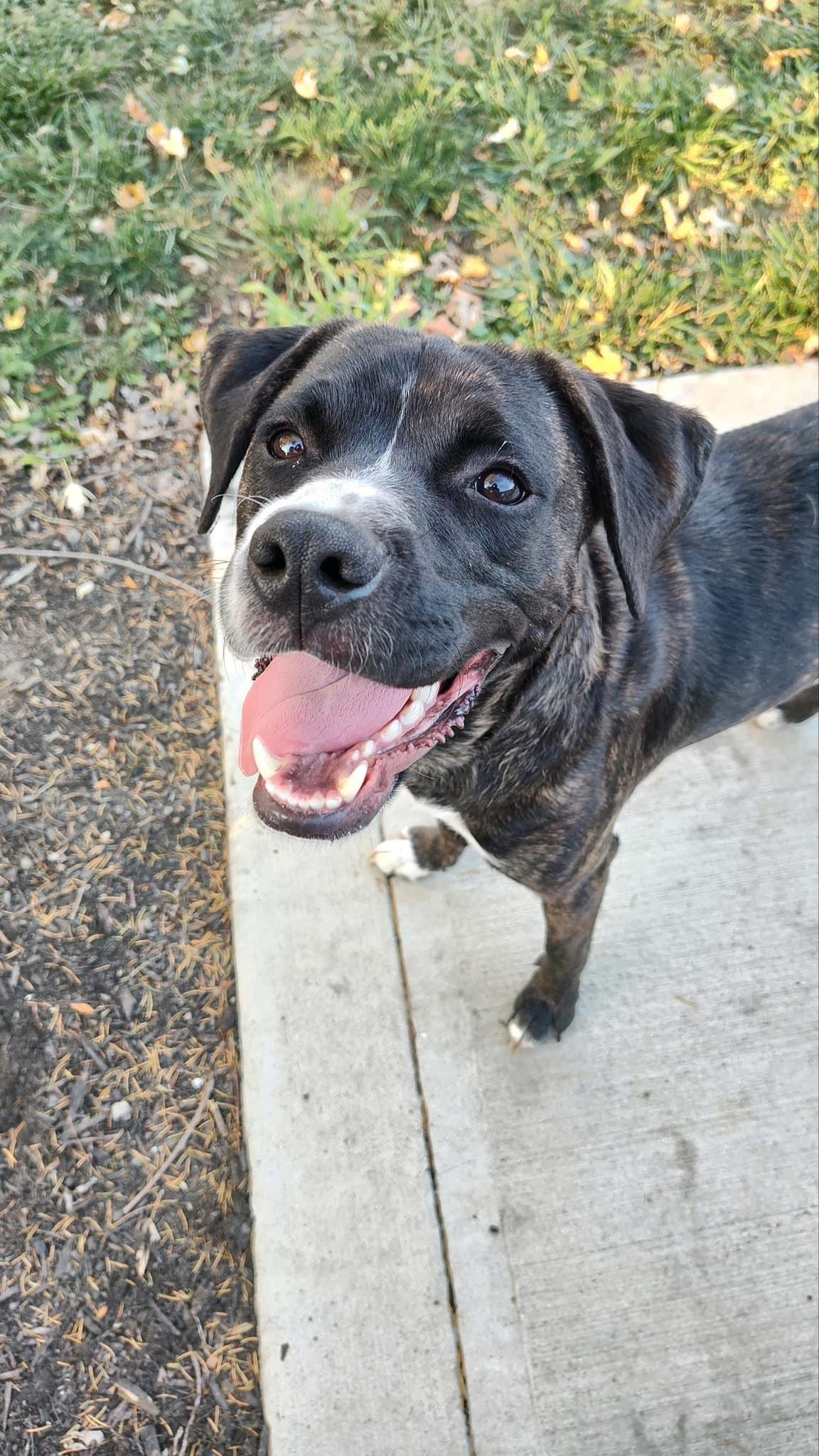 Enlarge Cash, a Adoptable mixed breed in Lewis Center, OH image 5/6