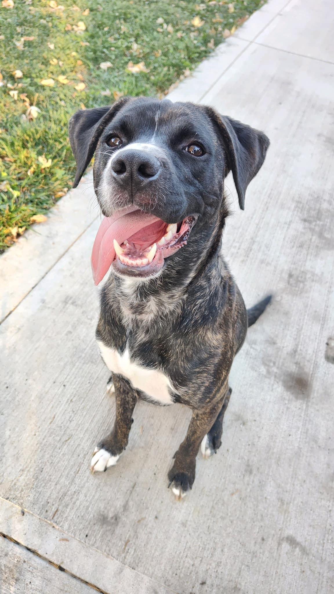 Enlarge Cash, a Adoptable mixed breed in Lewis Center, OH image 6/6