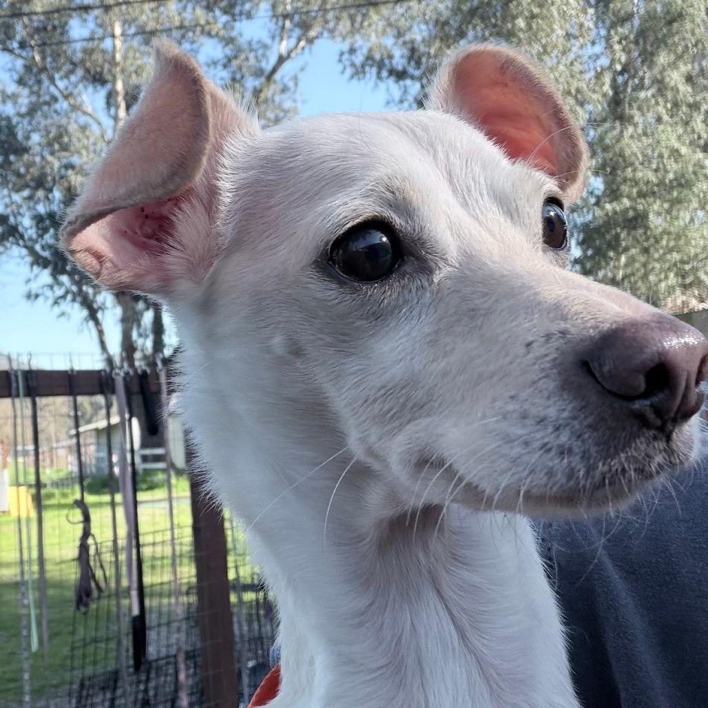 Daisy, Adoptable, Adult Female Chihuahua.