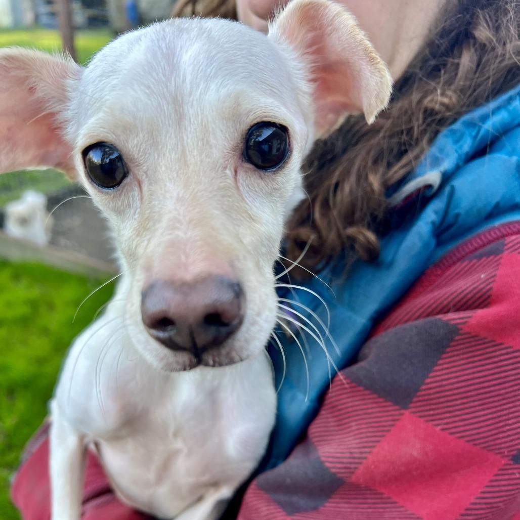 Enlarge Daisy, a Adoptable Chihuahua in Sonoma, CA image 3/6
