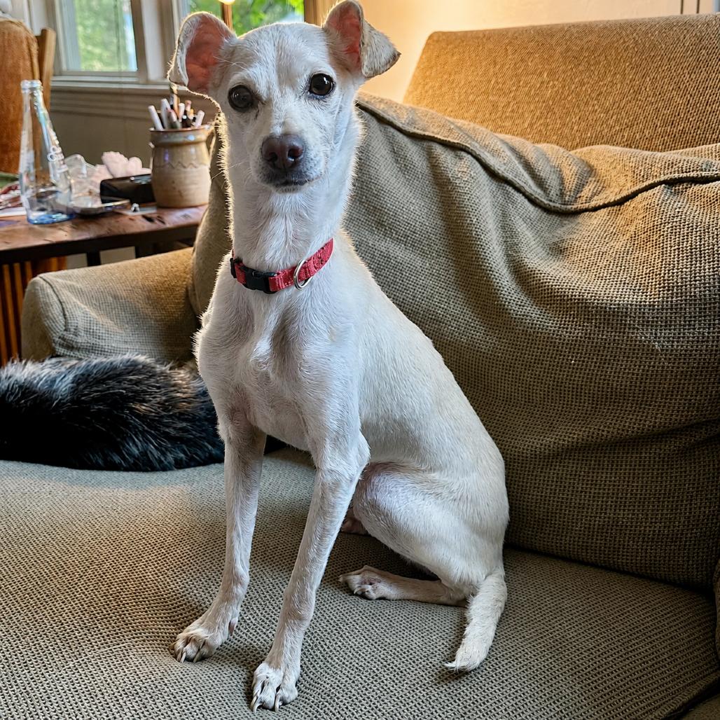Enlarge Daisy, a Adoptable Chihuahua in Sonoma, CA image 4/6
