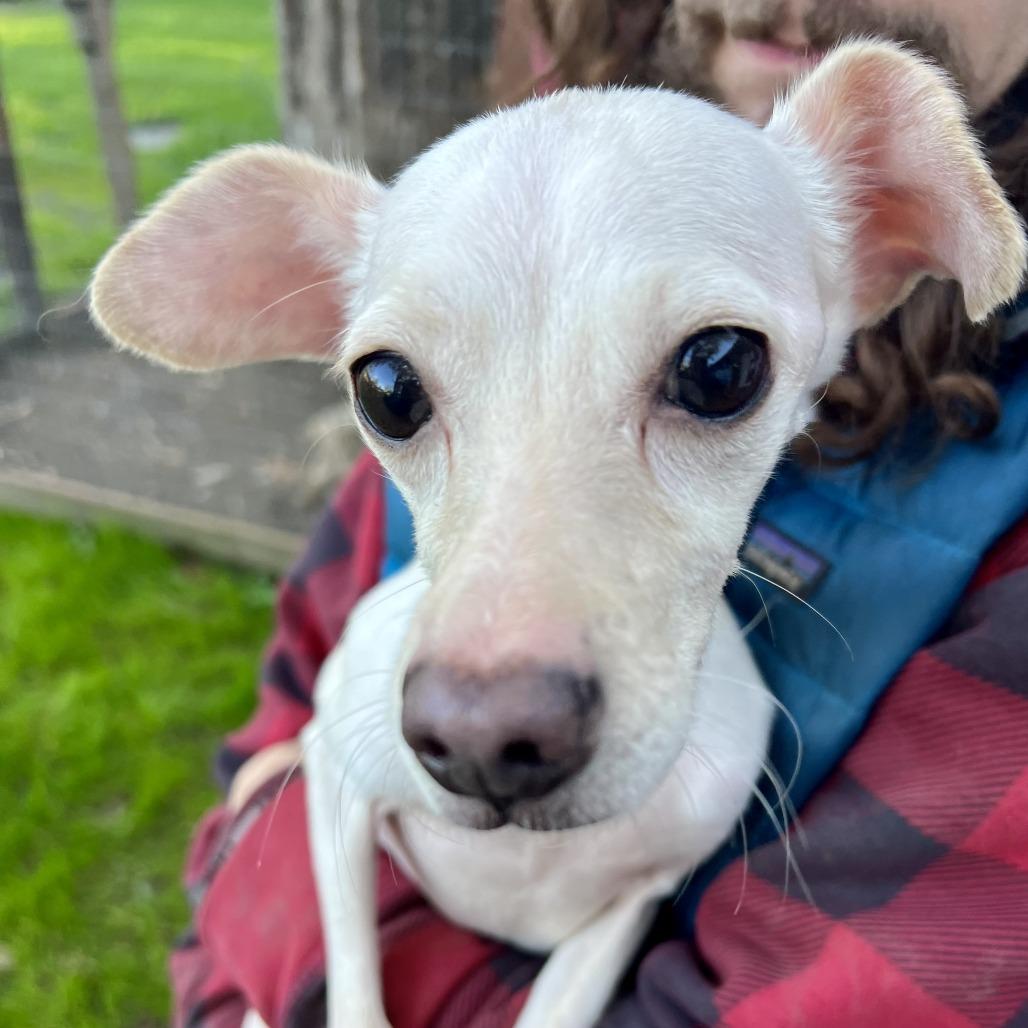 Enlarge Daisy, a Adoptable Chihuahua in Sonoma, CA image 5/6