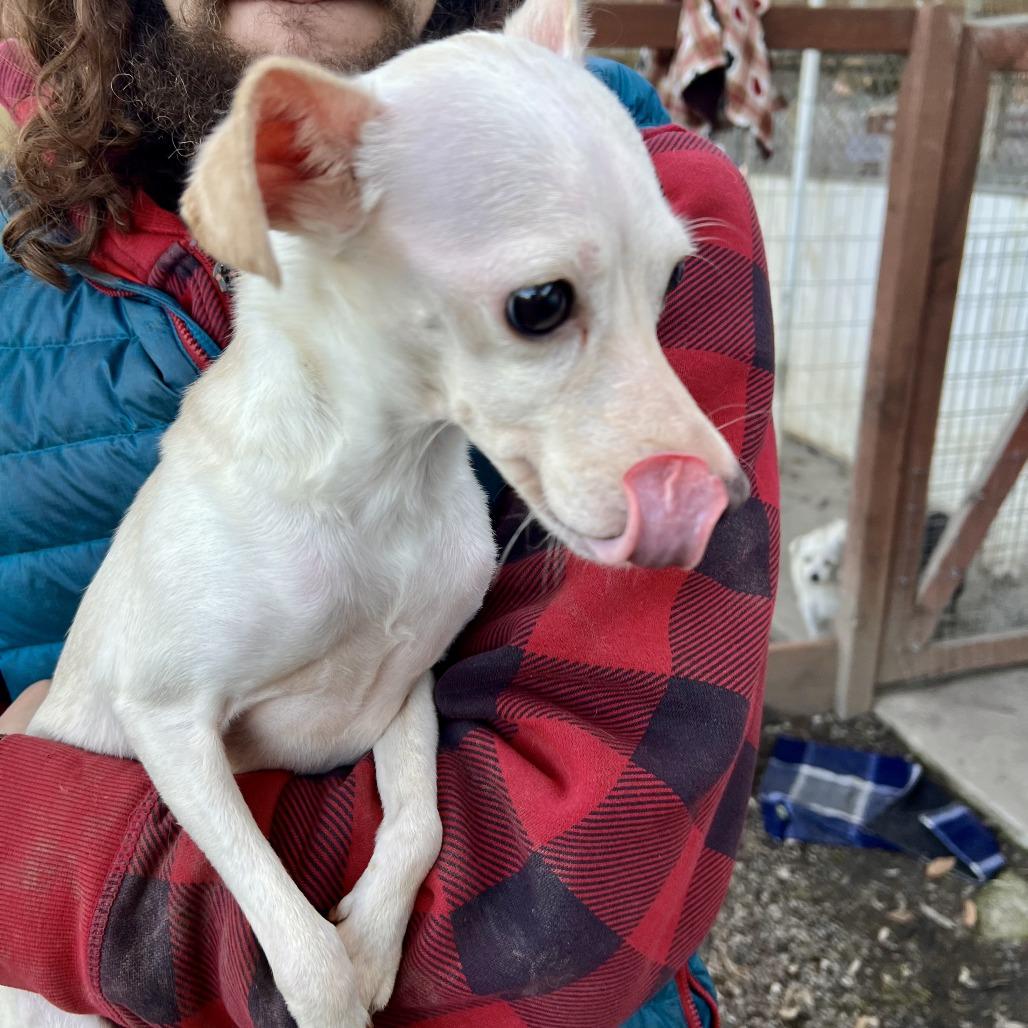 Enlarge Daisy, a Adoptable Chihuahua in Sonoma, CA image 6/6