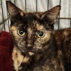 Enlarge Lotty, a Adoptable Tortoiseshell in Lancaster, VA image 1/2