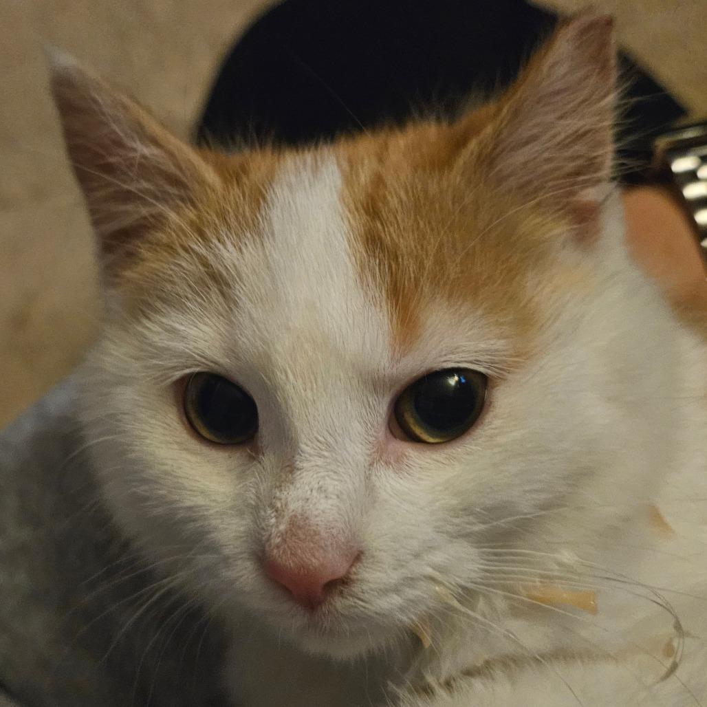 Enlarge Nessarose, a Adoptable Domestic Short Hair in Winchester, VA image 1/2