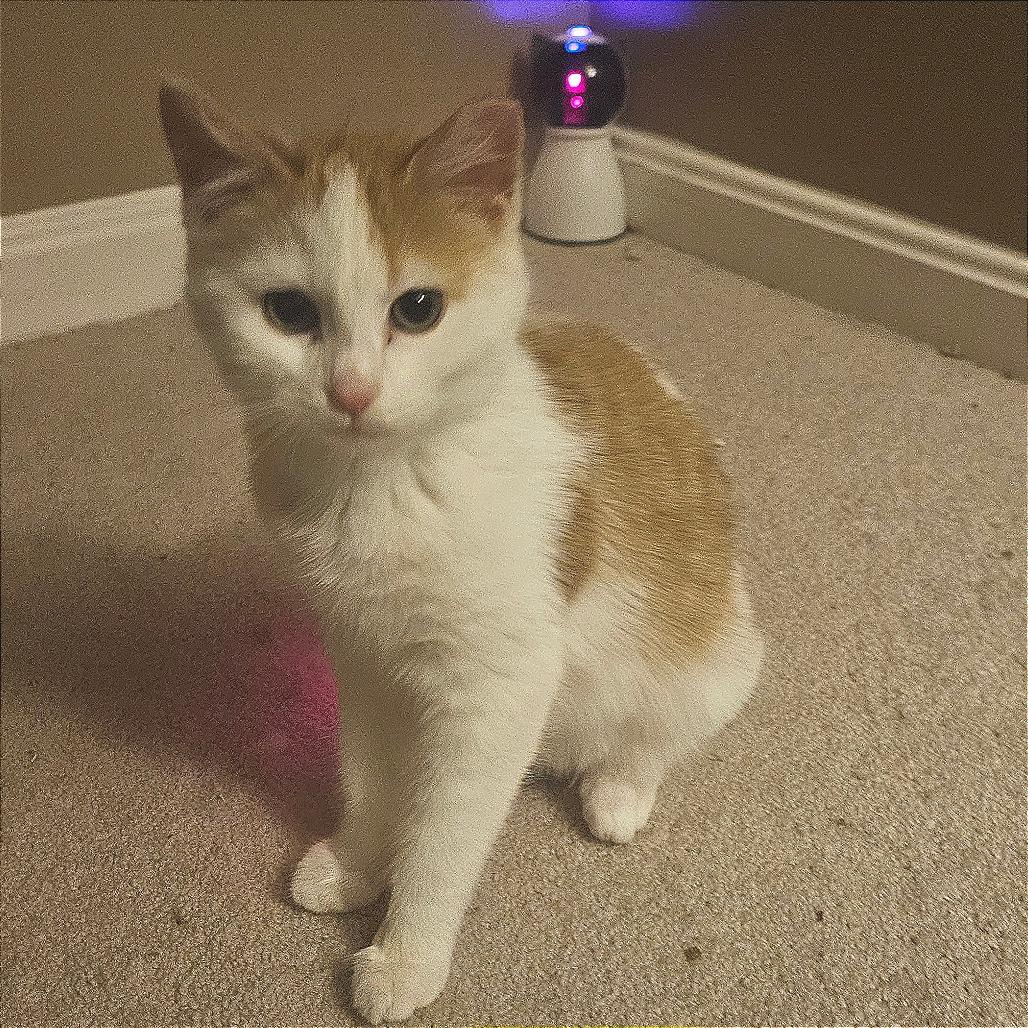 Enlarge Nessarose, a Adoptable Domestic Short Hair in Winchester, VA image 2/2