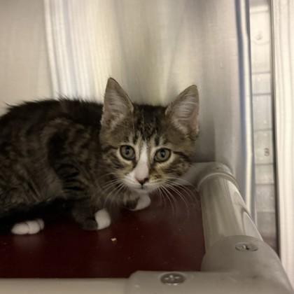 Enlarge Demeter, a Adoptable mixed breed in Dallas, TX image 2/2