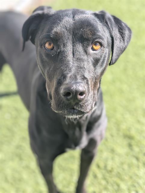 Enlarge STELLA, a Adoptable mixed breed in Downey, CA image 1/1