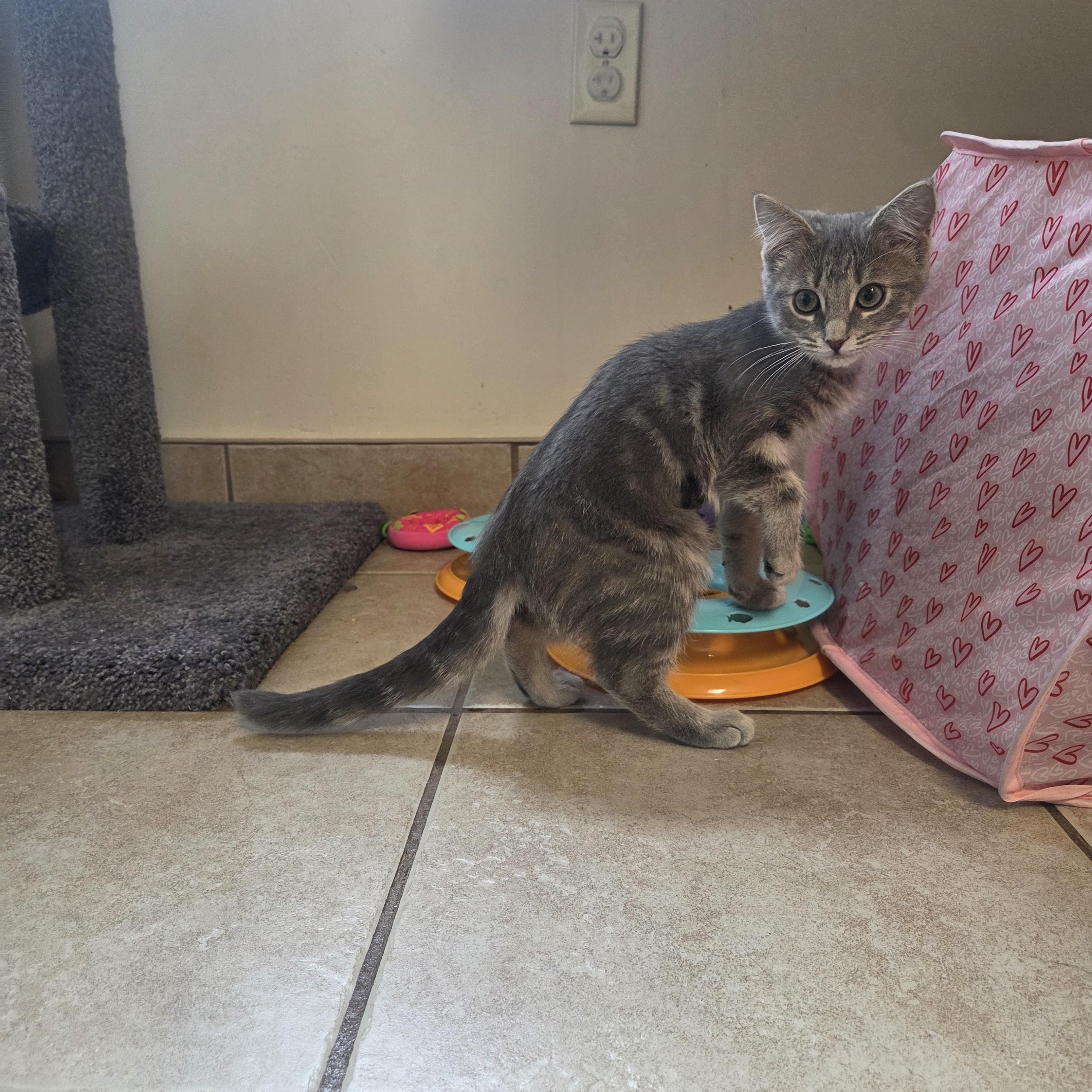 Nibbles, adopted, Kitten Female Tabby.