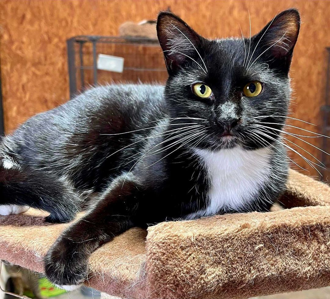 Dafney - playful , a Adoptable Tuxedo in Jackson, GA image 1/4