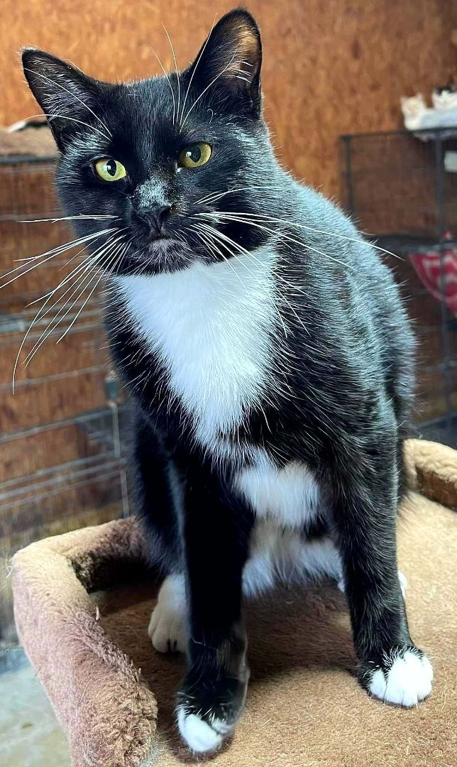 Dafney - playful , a Adoptable Tuxedo in Jackson, GA image 2/4