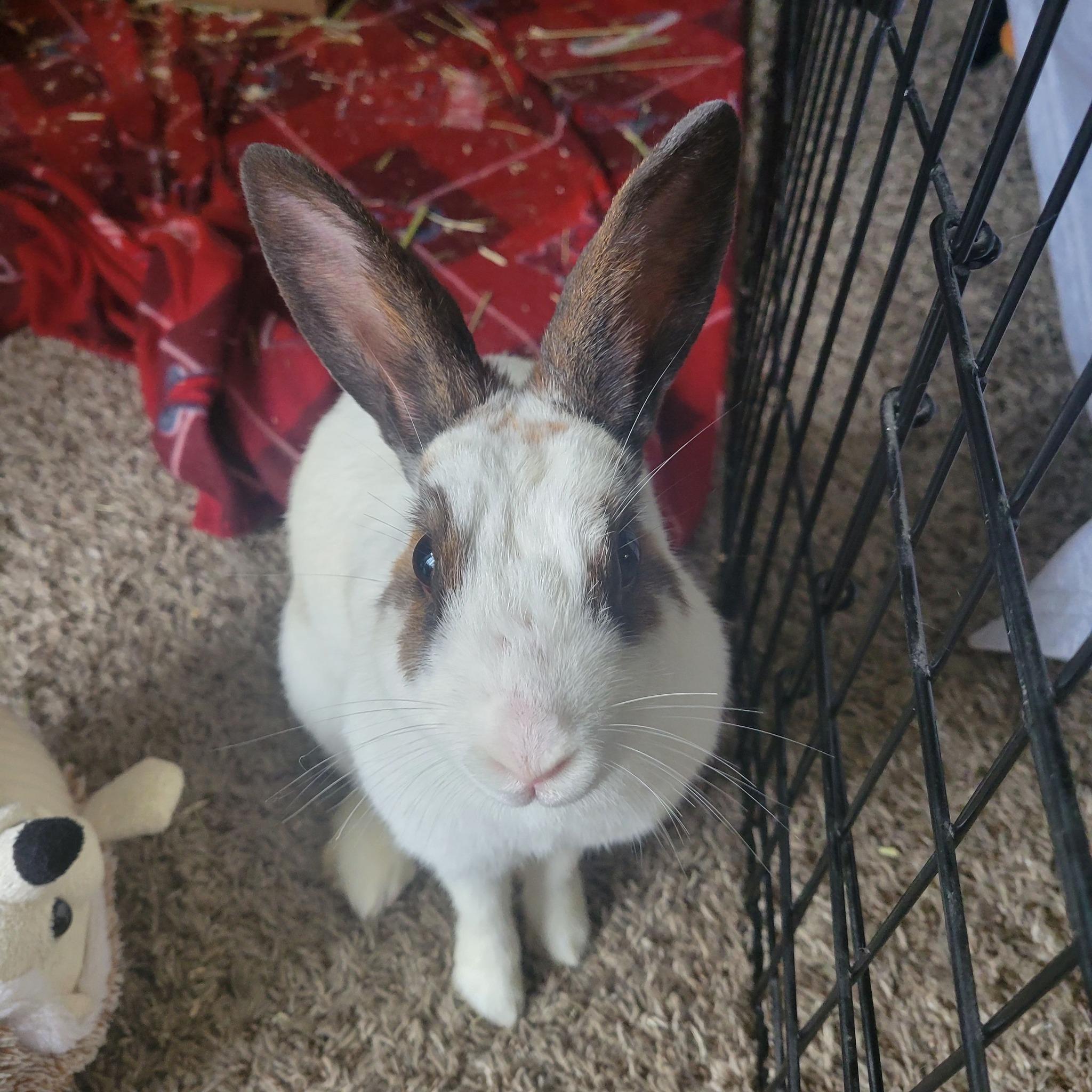 Bambi, a Adopted English Spot in Santa Ana, CA image 1/6